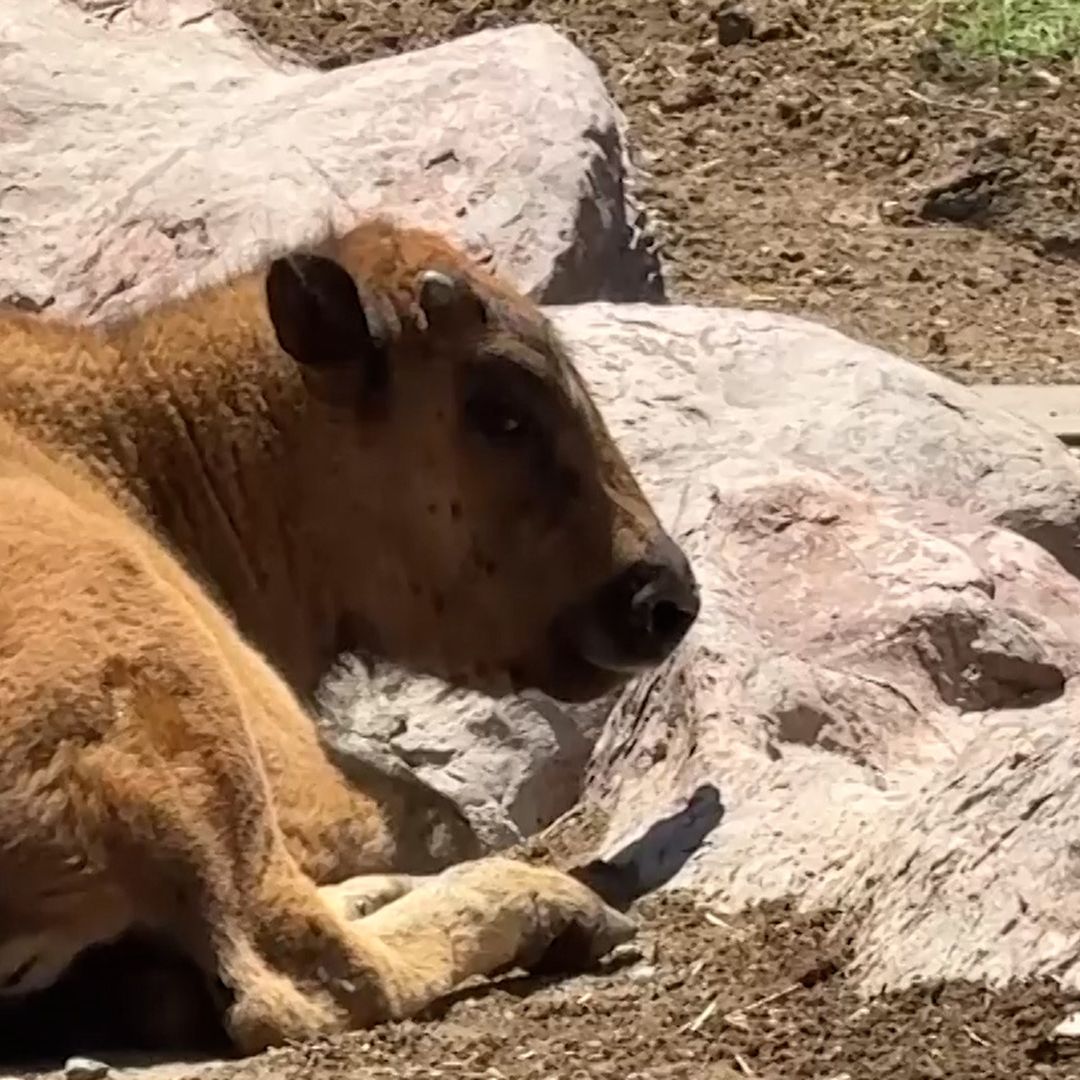 Nace Cría de Bisonte Americano en el Museo del Desierto de Saltillo